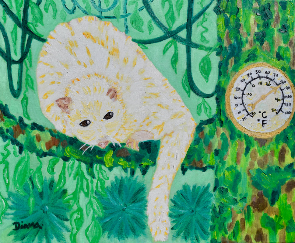 Possum up a Gum Tree